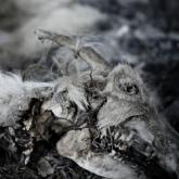 Aphonic Threnody When Death Comes cover