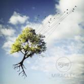 Orymus Miracles cover