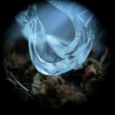 Ossicles Music for Wastelands cover