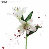 The Cult Hidden City cover