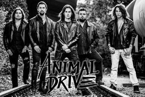Animal Drive band pic