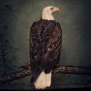 Clutch Book of Bad Decisions cover
