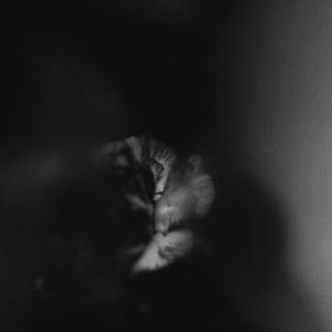 Holding Absence Like a Shadow single cover