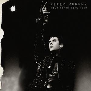 Peter Murphy Wild Birds Live Tour cover