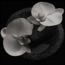 Mike Patton and Jean-Claude Vannier Corpse Flower cover