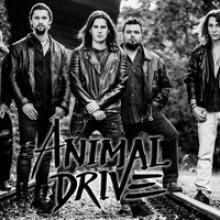 Animal Drive band pic