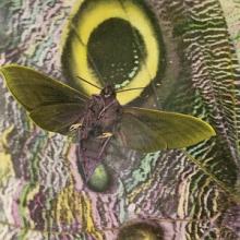 The Mothmen Pay Attention! cover